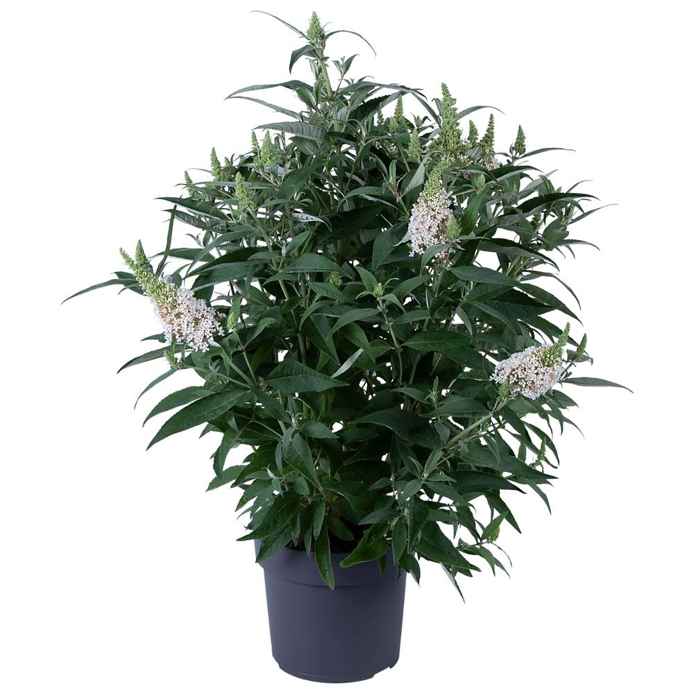 Buddleja Dav, weiss Candy T19 H060