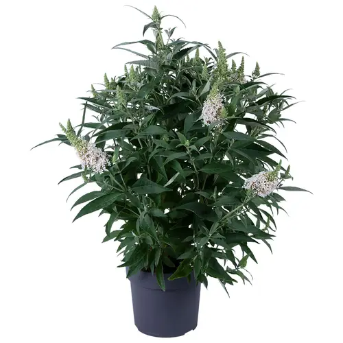 Buddleja Dav, weiss Candy T19 H060