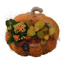Kal.Arr PTHI3323 Herbst T18 H017