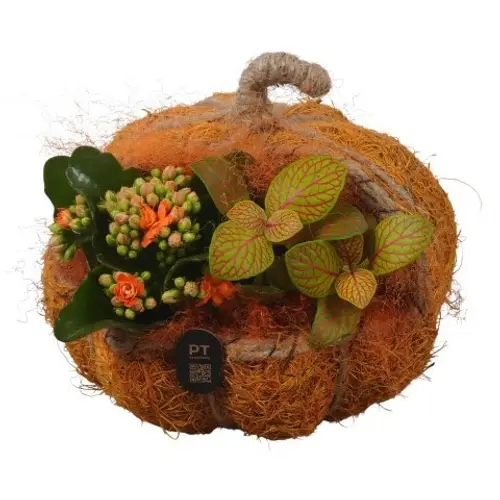 Kal.Arr PTHI3323 Herbst T18 H017