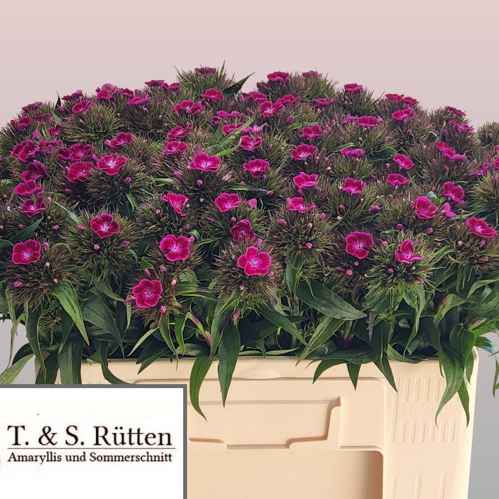 Bartnelke fuchsia Lila/Violet 45cm