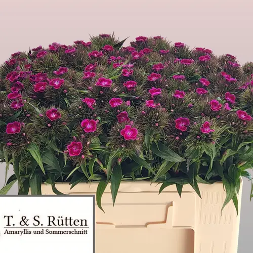Bartnelke fuchsia Lila/Violet 45cm