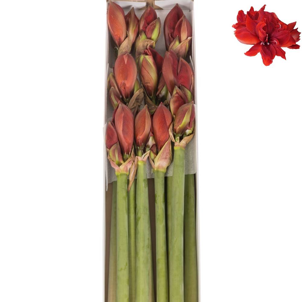 Amaryllis Krt.rot gefüllt Red Toro x 10 65cm