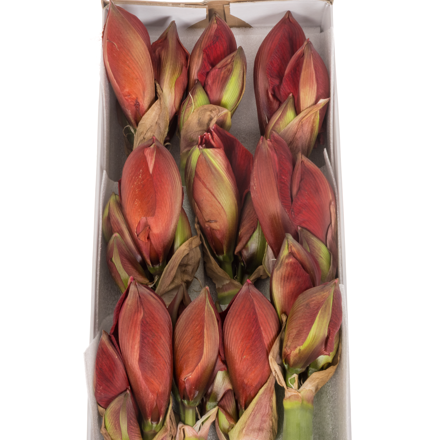 Amaryllis Krt.rot gefüllt Red Toro x 10 65cm