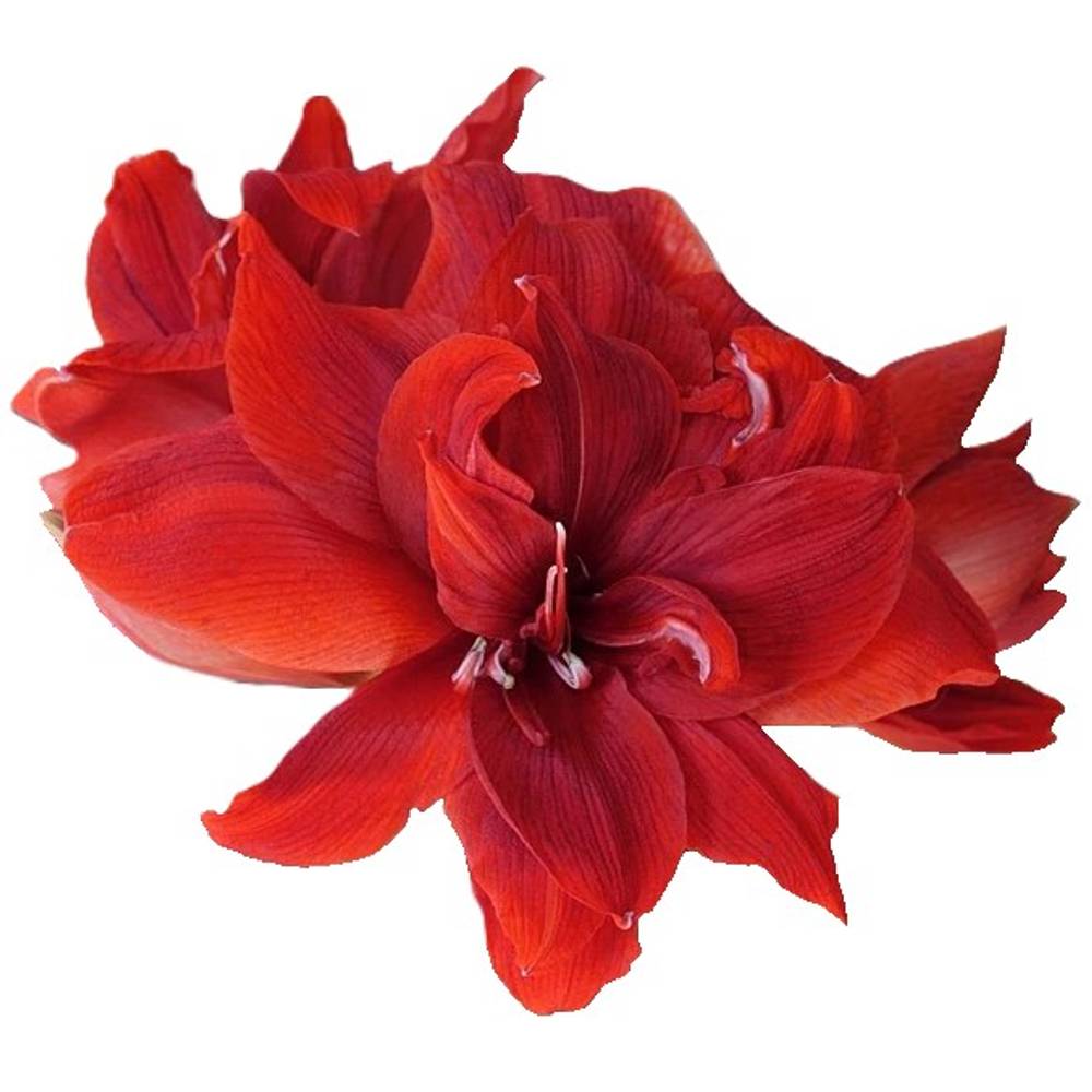 Amaryllis Krt.rot gefüllt Red Toro x 10 65cm