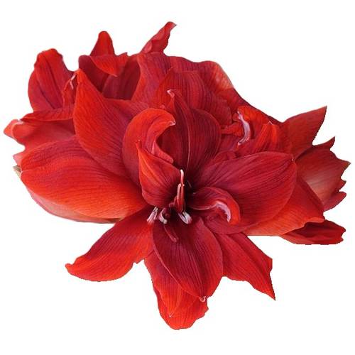 Amaryllis Krt.rot gefüllt Red Toro x 10 65cm