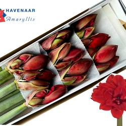 Amaryllis Krt.rot gefüllt Red Toro x 10 65cm