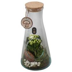 Flor.Arr PTHG8289 Herbst T13 H029