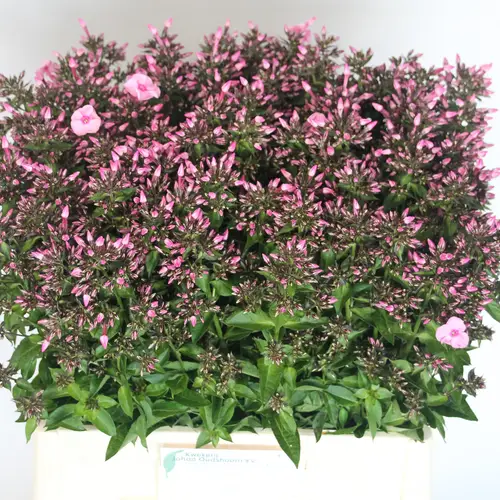Phlox rosa Sweet Dance 60cm