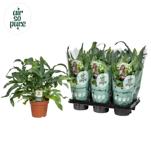Phlebodium Blue Star T12 H035