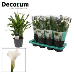 Calla weiss Captain Fresco T14 H45