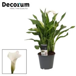Calla weiss Captain Fresco T14 H45