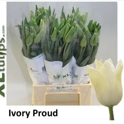 Franz.weiss/creme Ivory Proud 55 Gramm 55cm