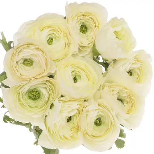 Ranunkel hell gelb Cloni Vanilla 40cm