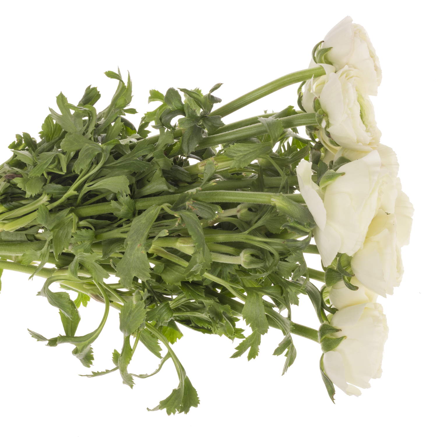 Ranunkel hell gelb Cloni Vanilla 40cm