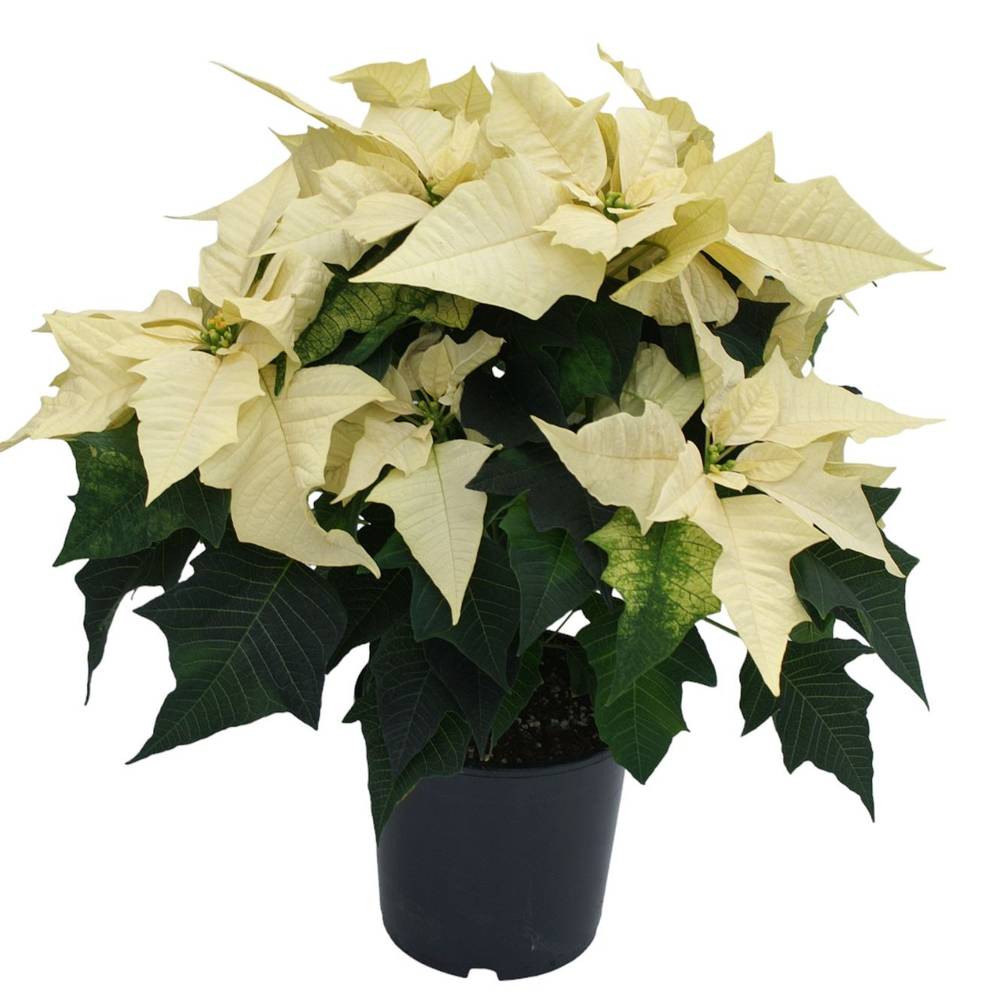 Poinsettia weiss 7+ busch T17 H040