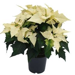 Poinsettia weiss 7+ busch T17 H040