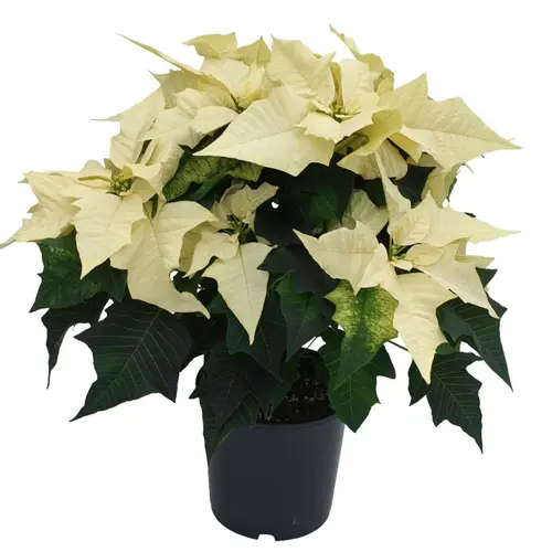 Poinsettia weiss 7+ busch T17 H040