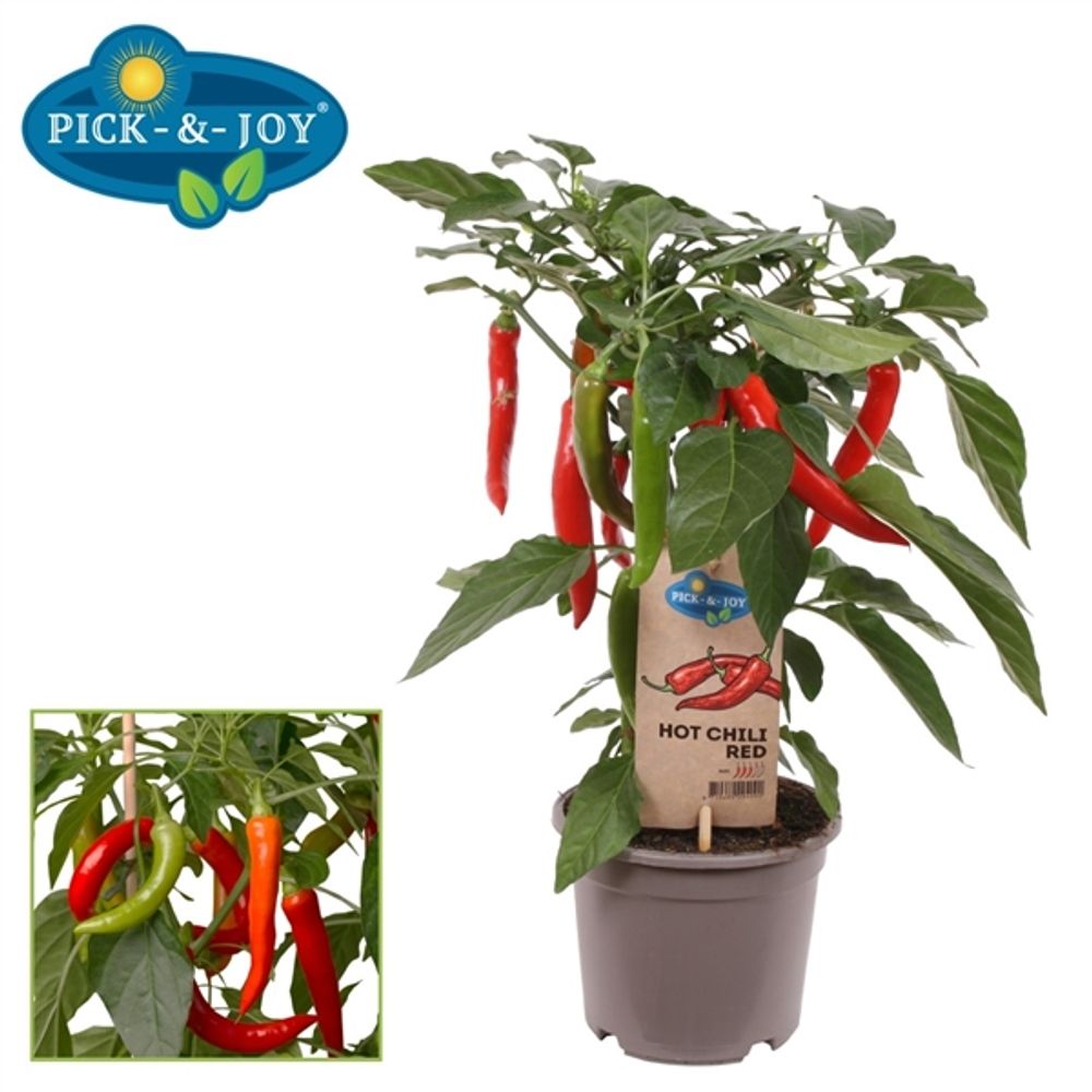 Bio Hot Chili  T14 H45