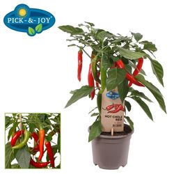 Bio Hot Chili  T14 H45