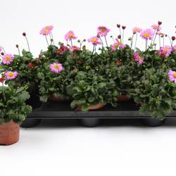 Brachyscome rosa T10,5 H022