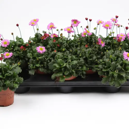 Brachyscome rosa T10,5 H022