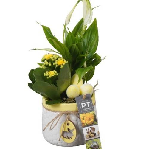 Spath.Arr PTPB6505 Ostern T11 H029