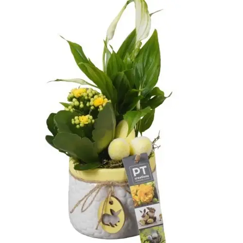Spath.Arr PTPB6505 Ostern T11 H029