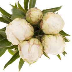 Pfingstrose creme Ivory Victory 40cm