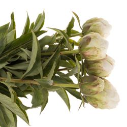 Pfingstrose creme Ivory Victory 40cm