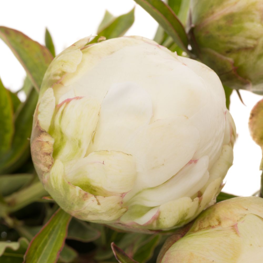 Pfingstrose creme Ivory Victory 40cm