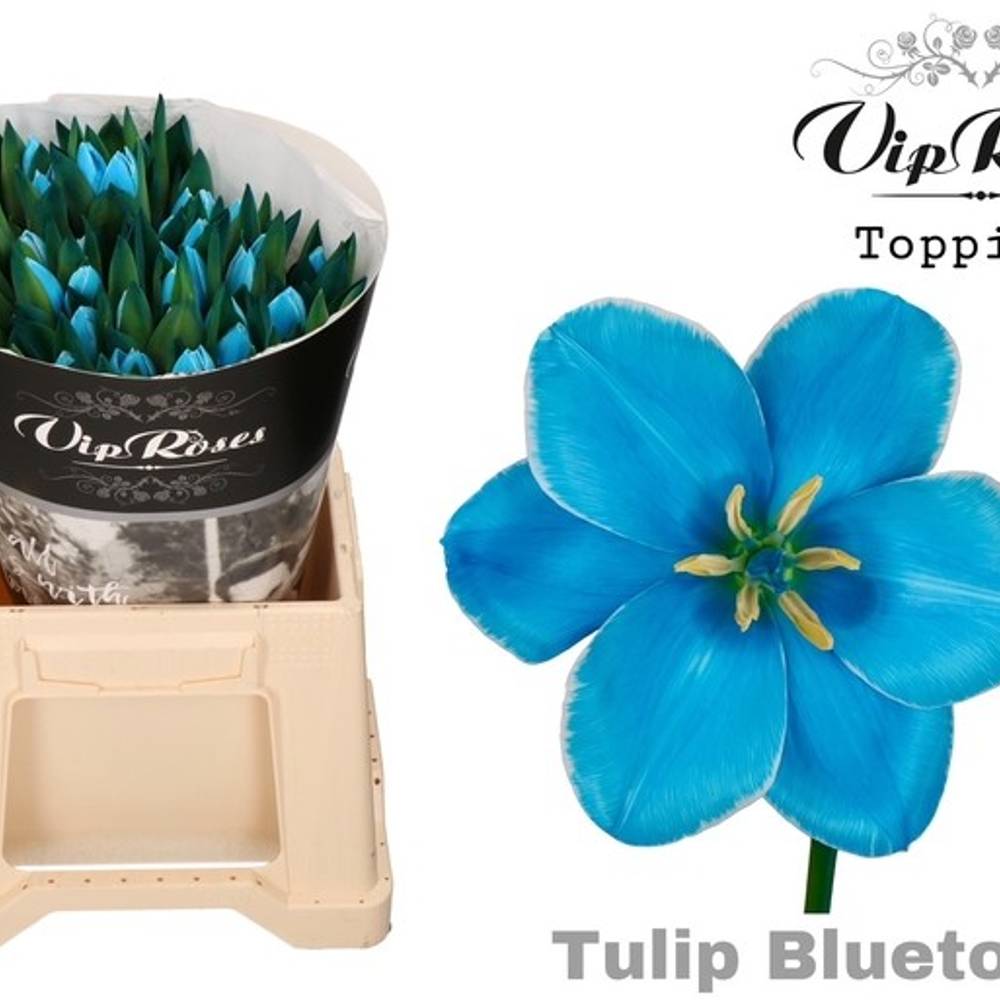 Tulpe blau gefärbt Bluetooth 32 Gramm
