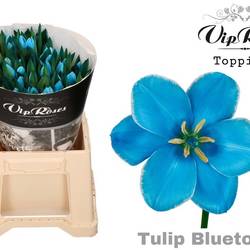 Tulpe blau gefärbt Bluetooth 32 Gramm