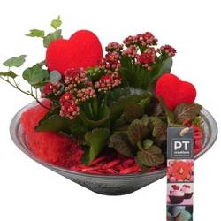 Kal.Arr PTVMG4971 T26 H022