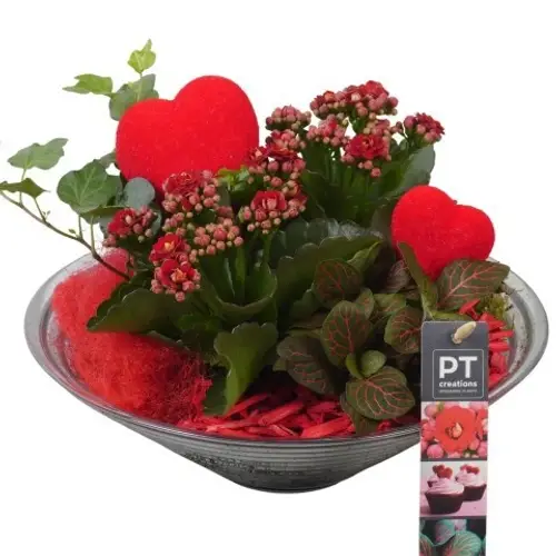 Kal.Arr PTVMG4971 T26 H022