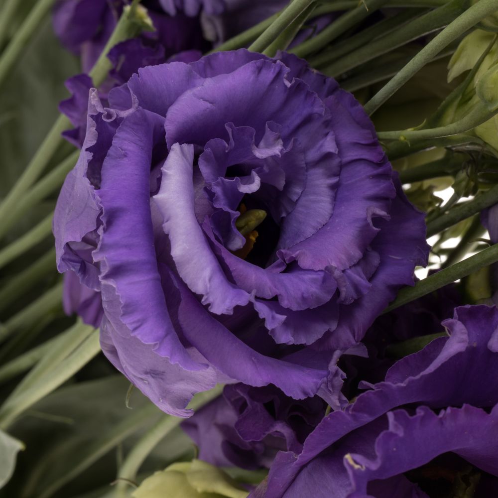 Lisianthus blau Corelli 5+Blüte 70cm