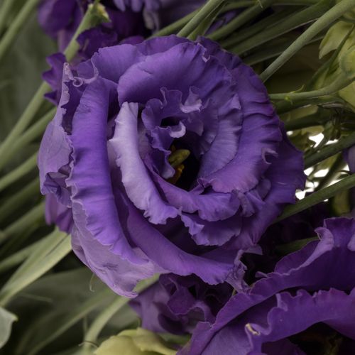 Lisianthus blau Corelli 5+Blüte 70cm