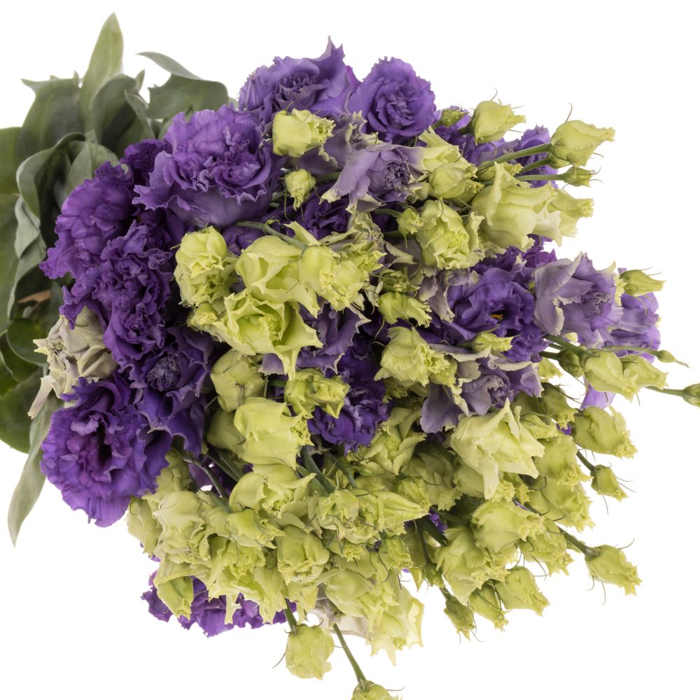 Lisianthus blau Corelli 5+Blüte 70cm