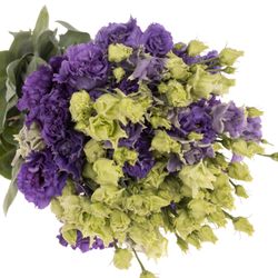 Lisianthus blau Corelli 5+Blüte 70cm