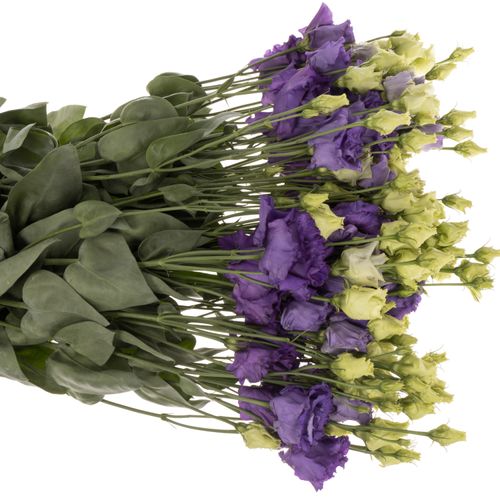 Lisianthus blau Corelli 5+Blüte 70cm