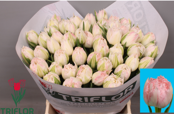 Tulpe rosa fr Ranomi 56 Gramm