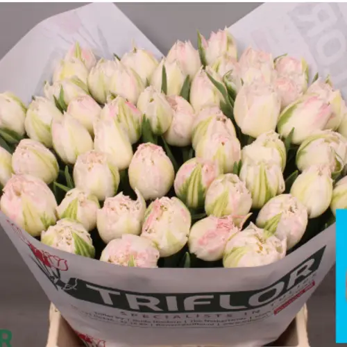 Tulpe rosa fr Ranomi 56 Gramm