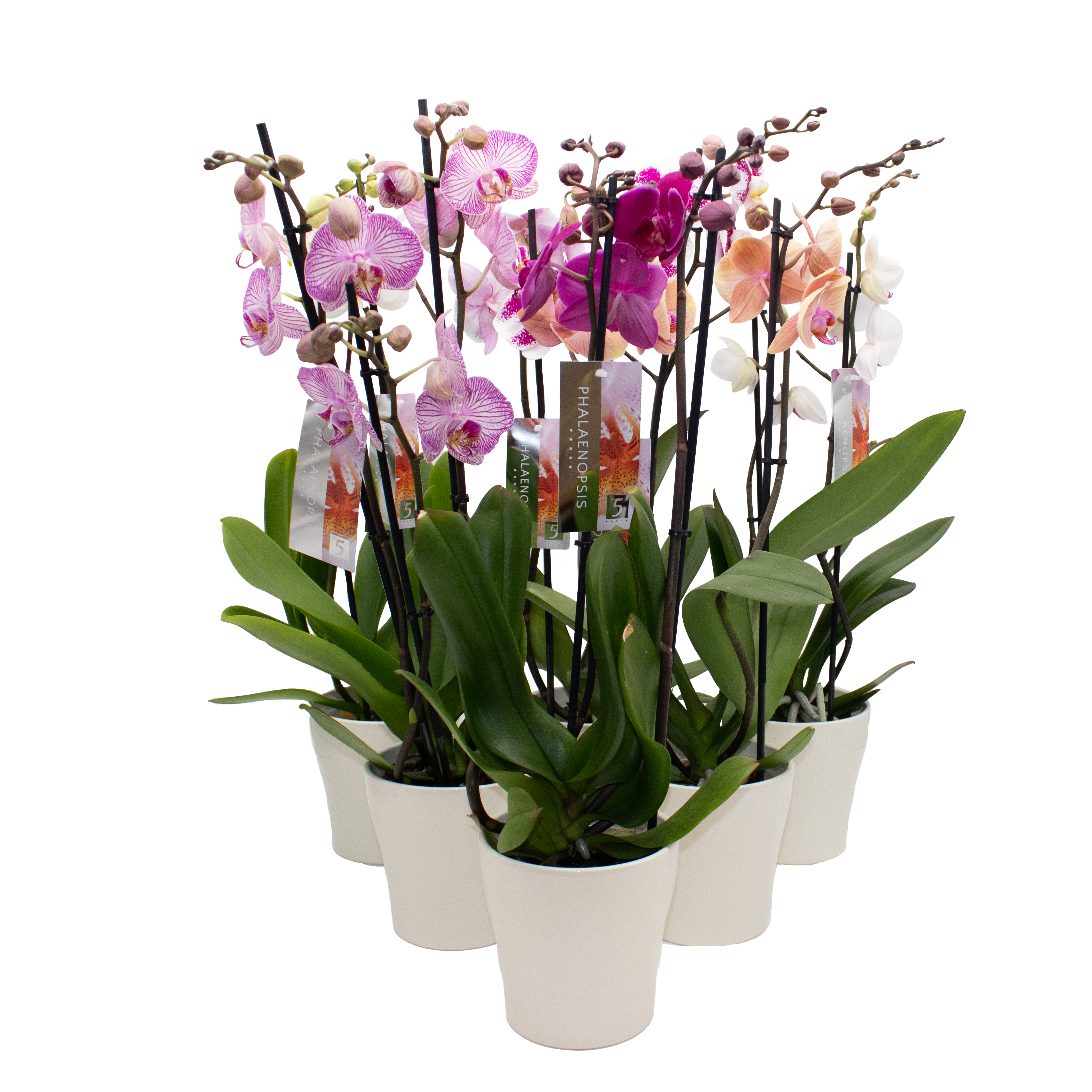 Phal.2-R mix im Hanna übertopf crem T12 H050