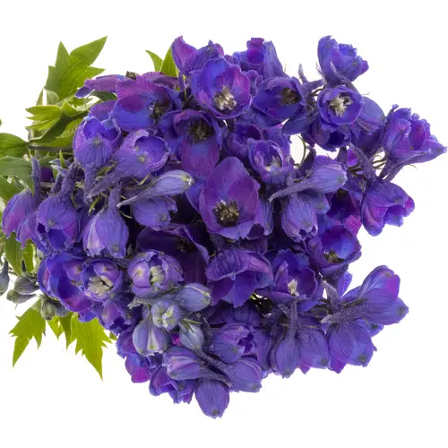 Delphinium blau Ohio 50cm
