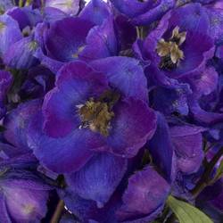 Delphinium blau Ohio 50cm