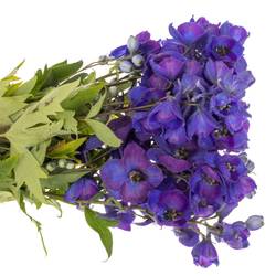 Delphinium blau Ohio 50cm
