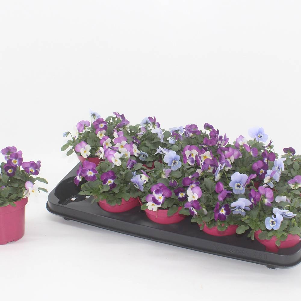 Hornveilchen mix Milan T12 H015