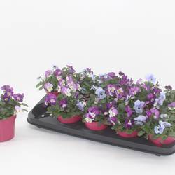 Hornveilchen mix Milan T12 H015