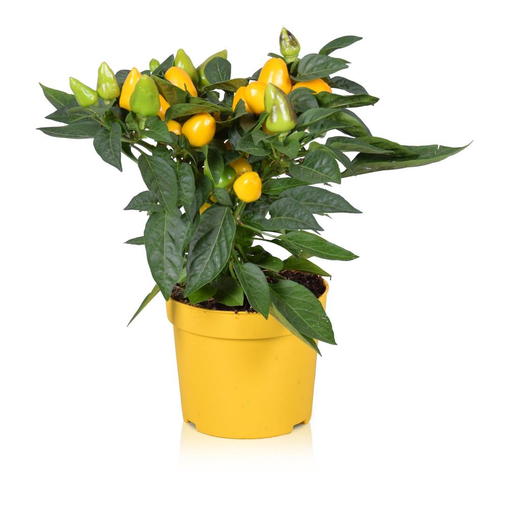 Capsicum gelb Samba T12 H030