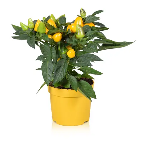 Capsicum gelb Samba T12 H030